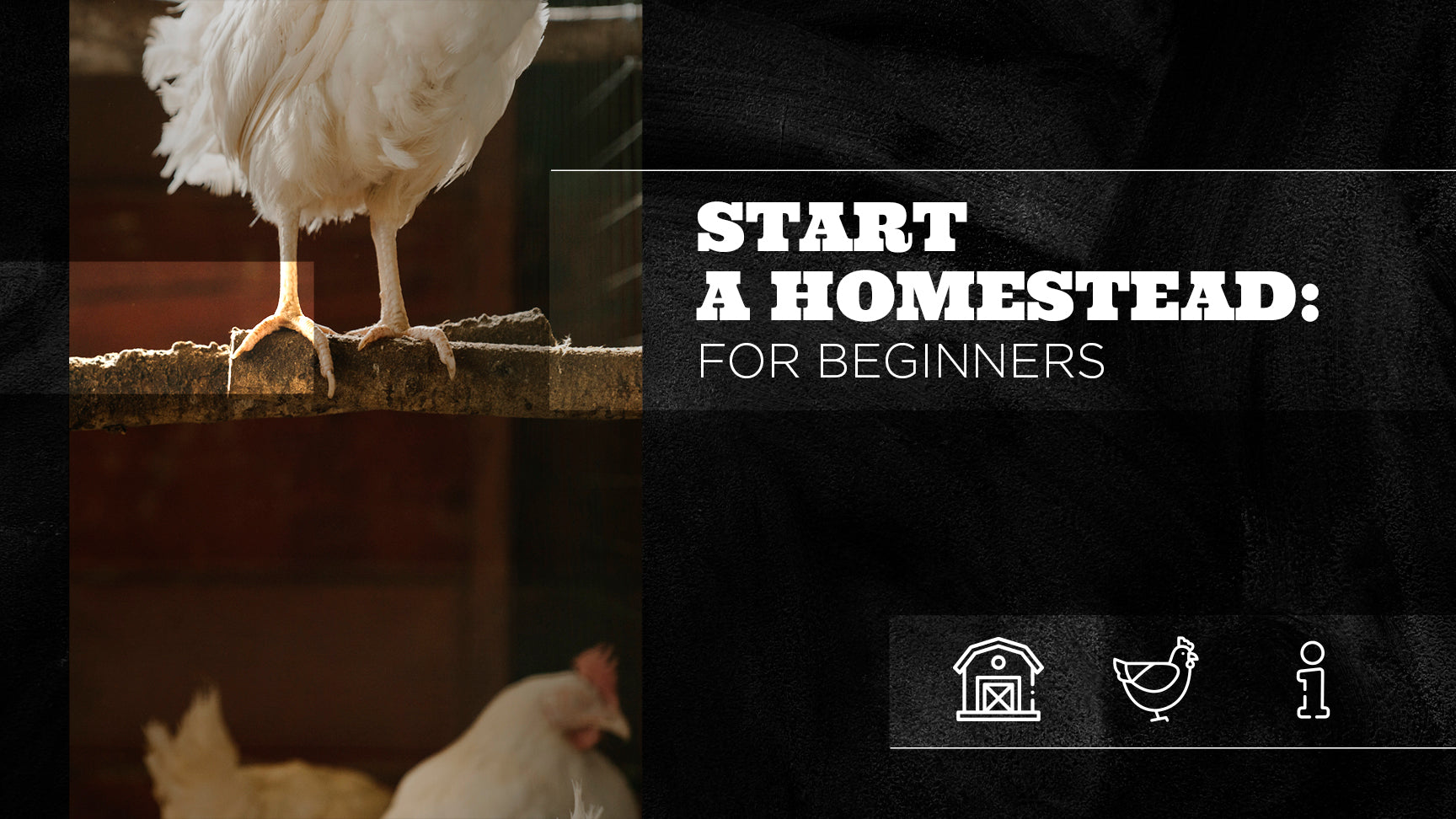 Start A Homestead: For Beginners – The Bearded Butchers