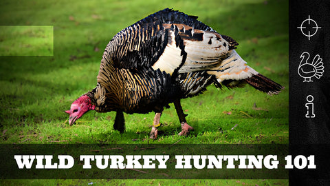 Wild Turkey Hunting 101