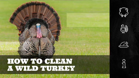 How to Clean a Wild Turkey