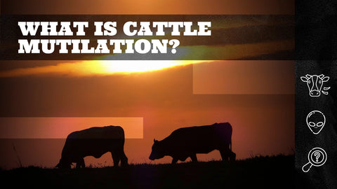 What You Need to Know About Cattle Mutilation