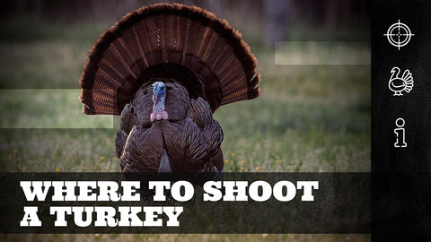 Take Aim: Where to Shoot a Turkey