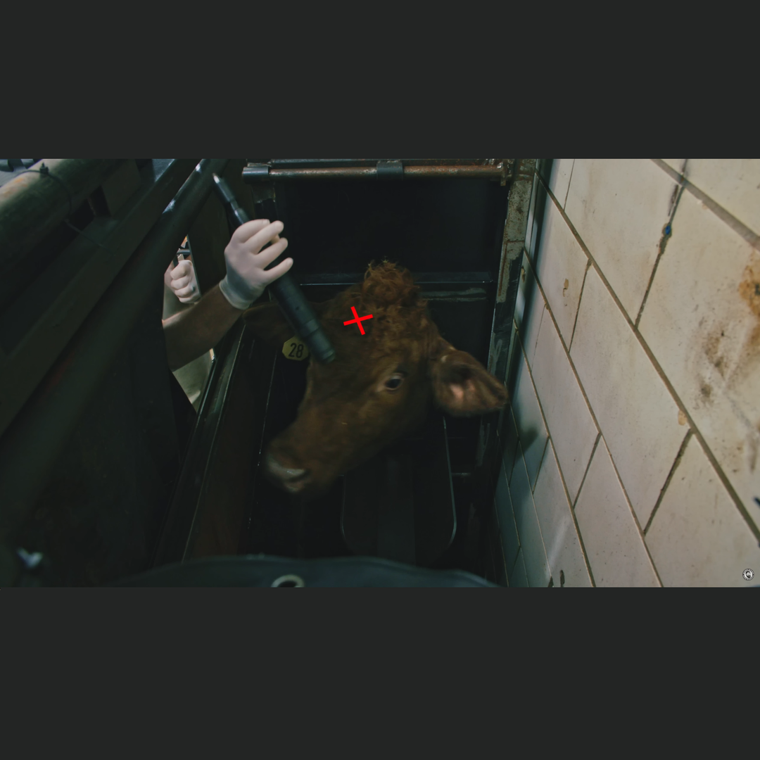 Step by Step Guide to Commercial Beef Slaughtering Full Video The